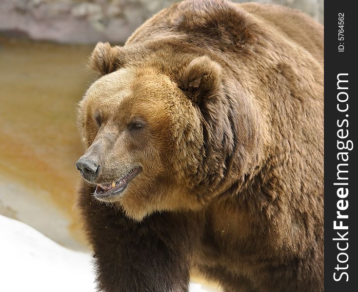 Great brown bear. Russian nature, wilderness world.