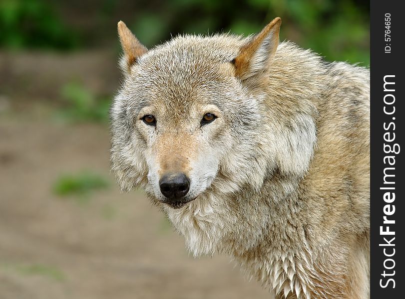 Wolf.