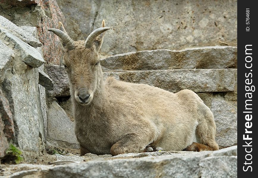 Goat. Russian nature, wilderness world.