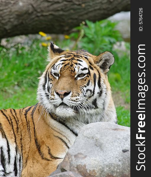 Tiger. Russian nature, wilderness world.