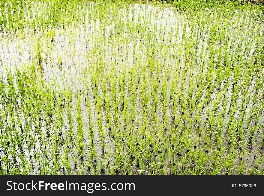 Newly planted rice seedlings in a rural area in the Philippines. Newly planted rice seedlings in a rural area in the Philippines