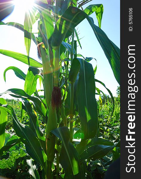 Corn plant over shining sunbeams. Corn plant over shining sunbeams