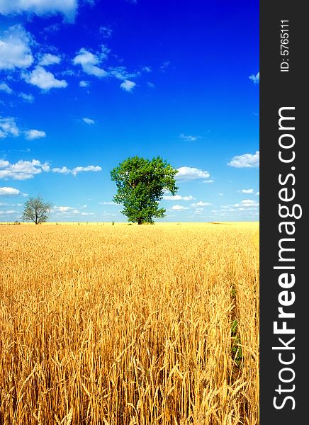 Alone tree on wheat field over cloudy blue sky