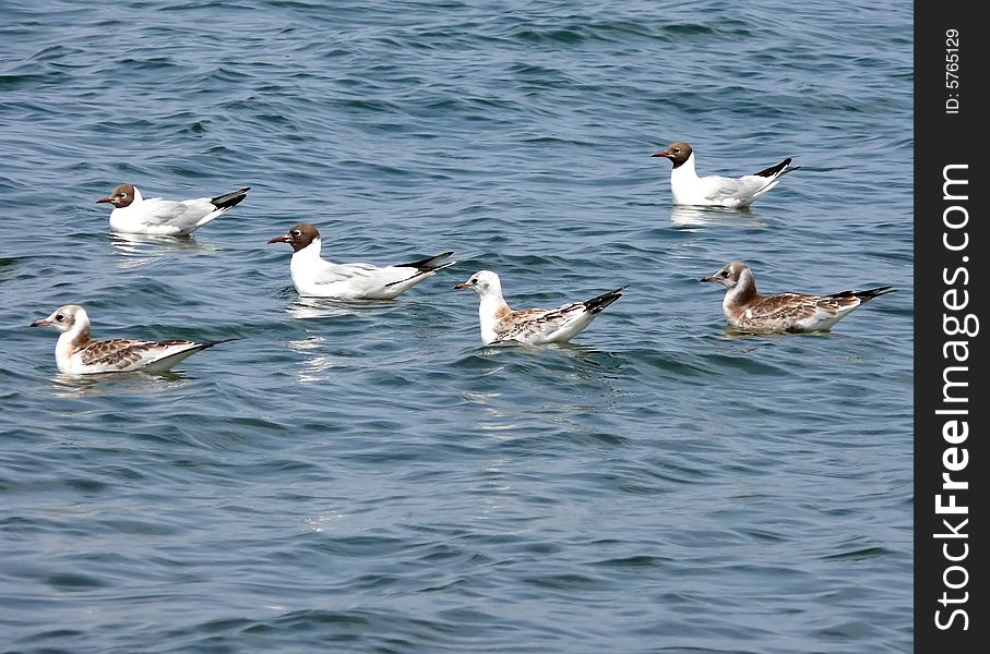 Seagulls swiming on sea water