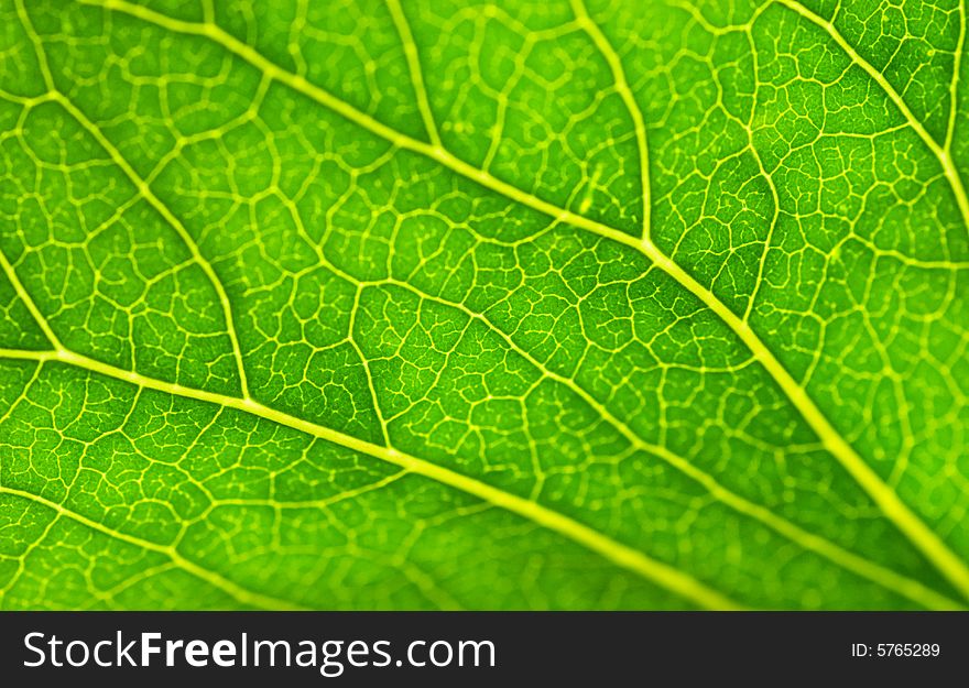 Green leaf texture (shallow DoF)