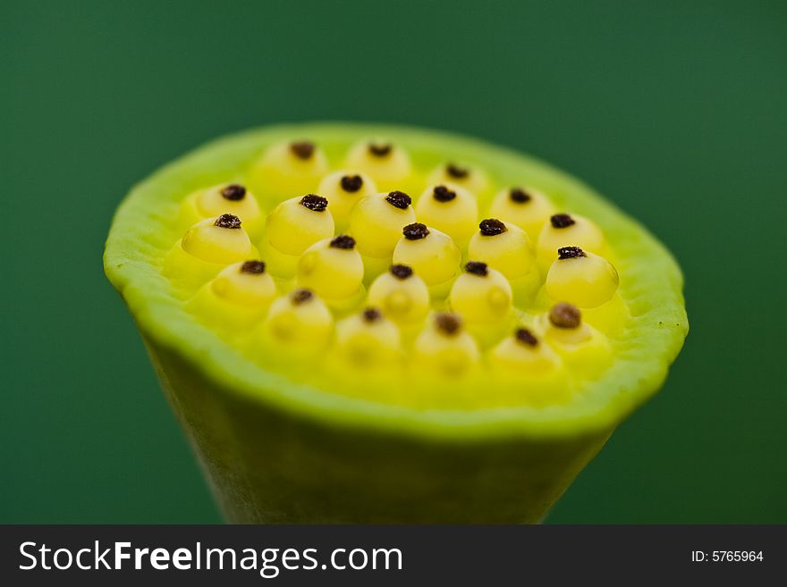 Lotus seeds，Open lotus blossom with shallow focus.