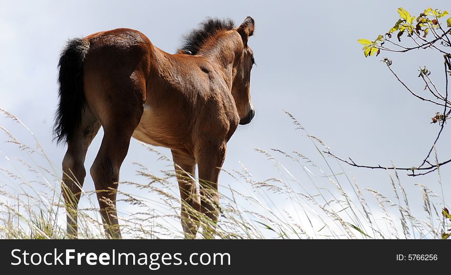 Little brown horse on paddock