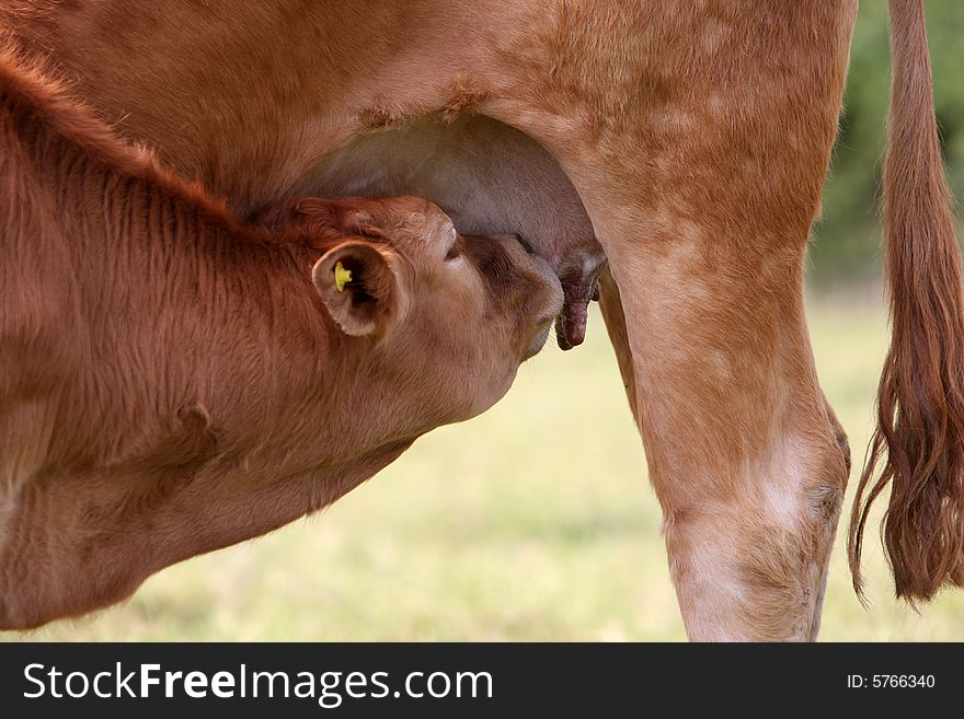 Calf drinks milk from his mother. Calf drinks milk from his mother