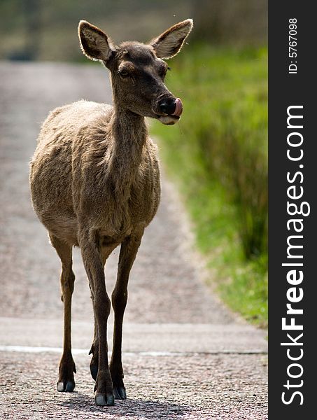 Female Red Deer walking on road