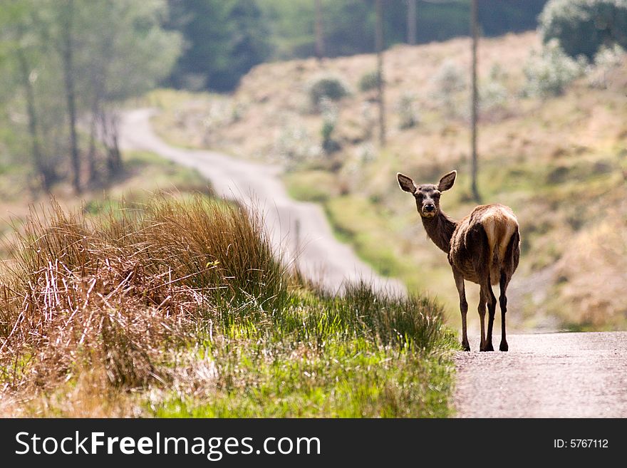 Female Deer standing on road and looking back