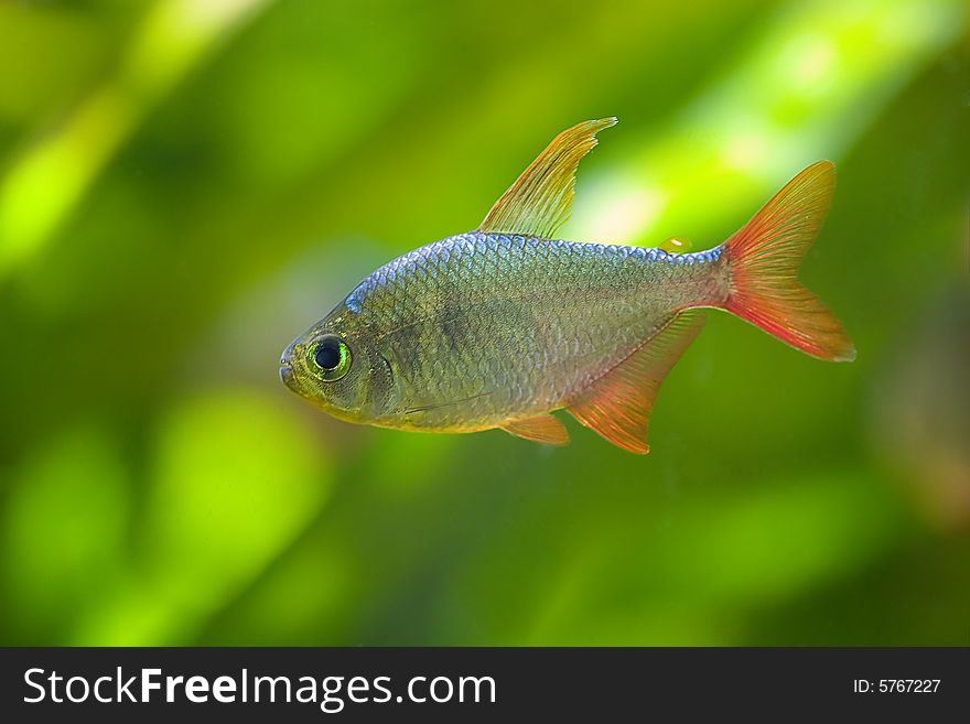 Small fish on green background