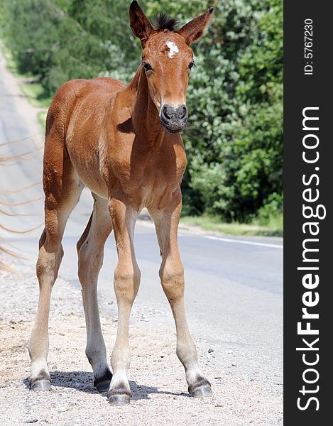 Brown horse standing on the street. Brown horse standing on the street