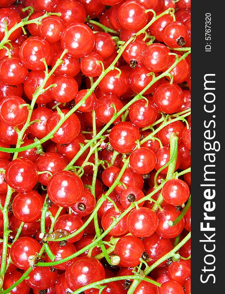 Red Currants Background