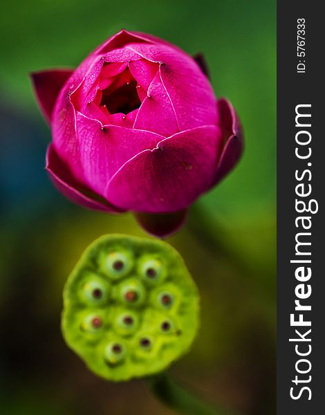 lotus bud and seeds