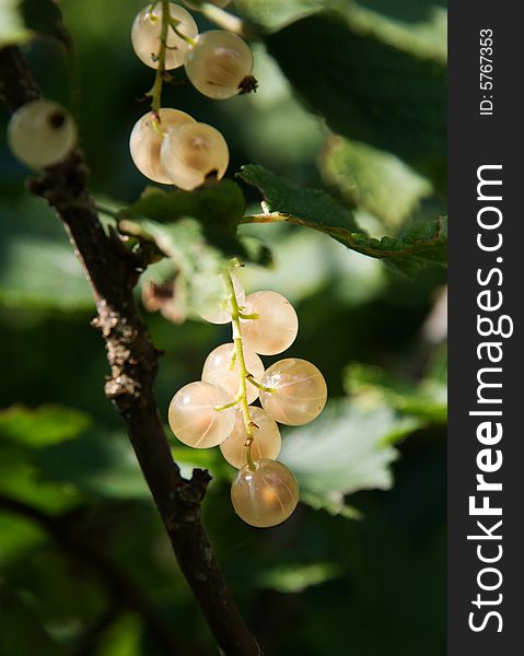 Twig of white currant in the middle of a bush