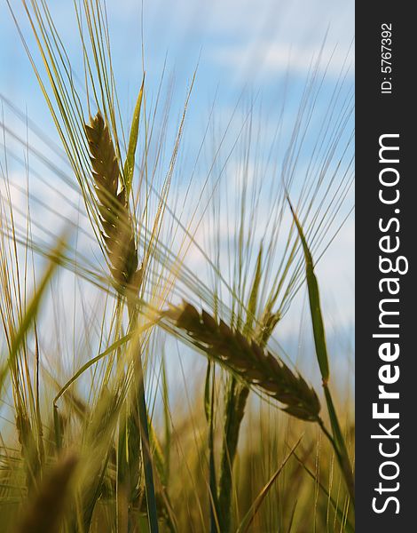 Ears of wheat against sky (agriculture)