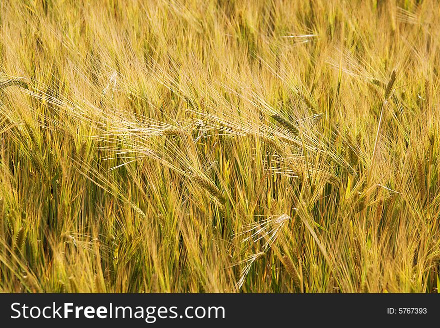 Ears of wheat (wheat field background)