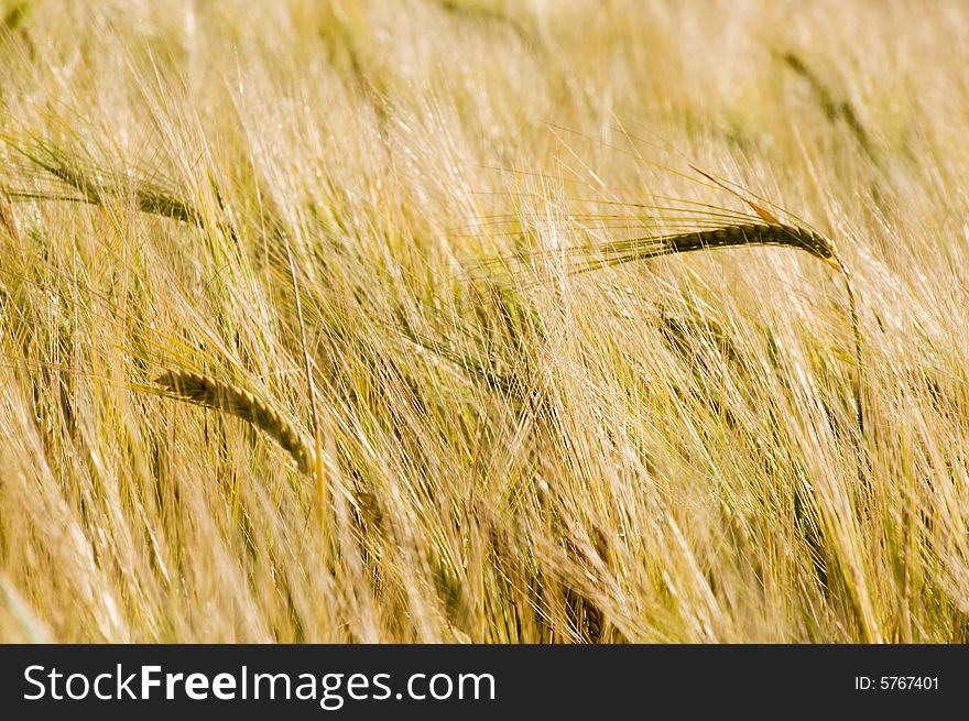 Ears Of Wheat In Field