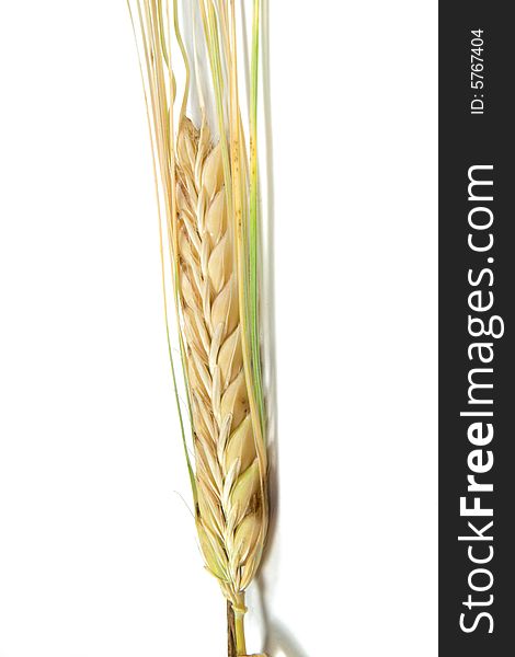 Wheat ear on white background (isolated)
