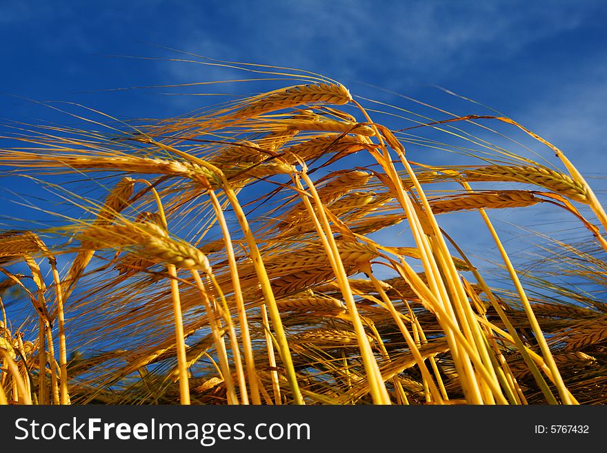 Bend wheat stems light against sky