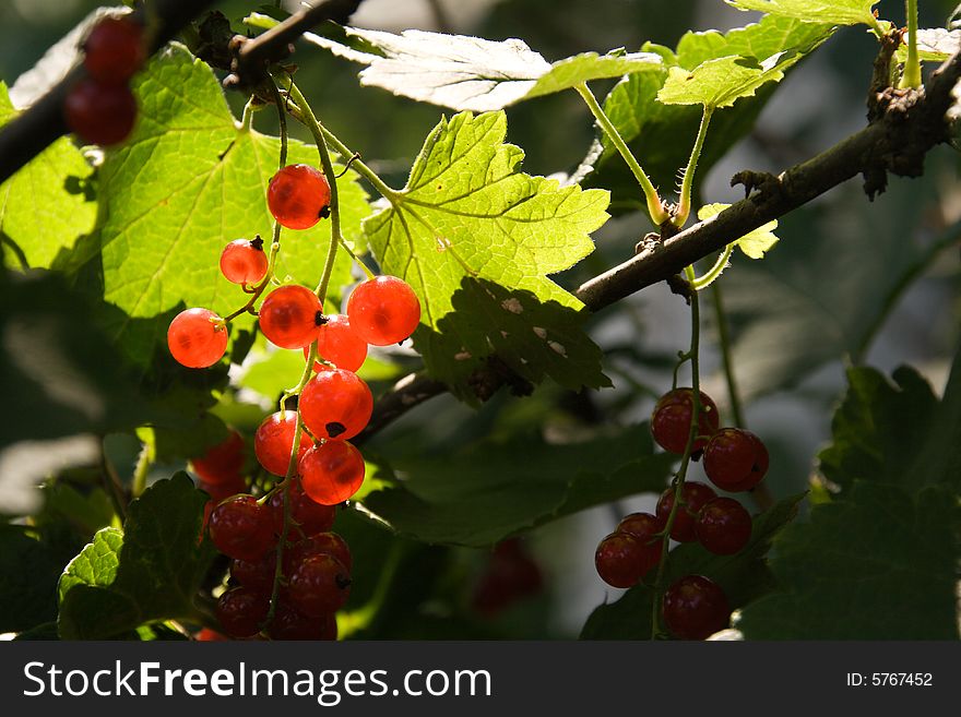 Sunny red currants in the middle of a bush