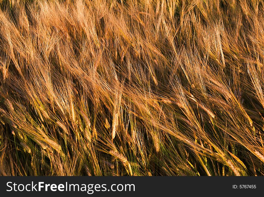 Bend wheat stems at sunset