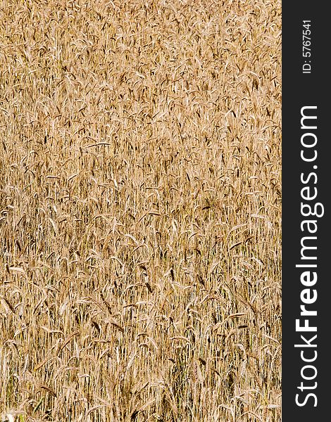 Wheat Field Background