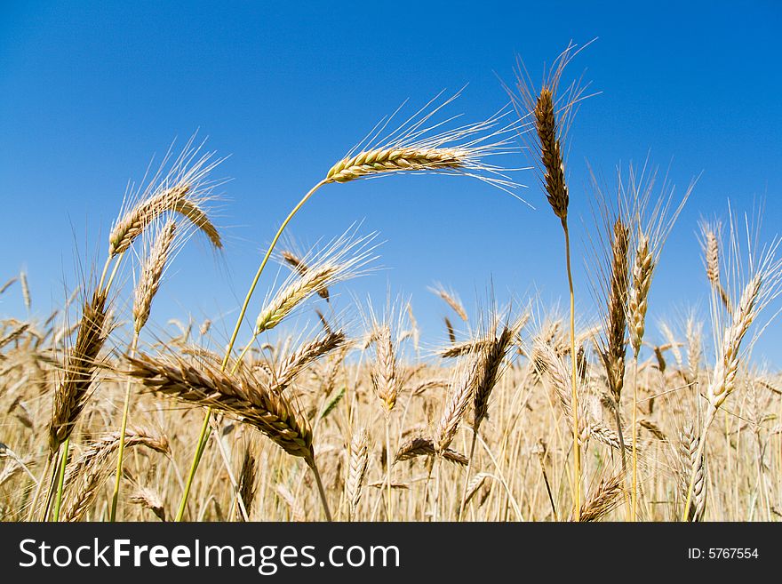 Wheat ears against blue sky