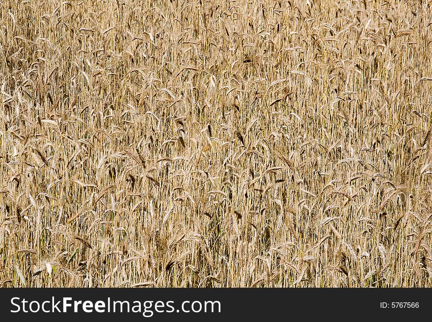 Wheat field background (rural landscape, vertical view)