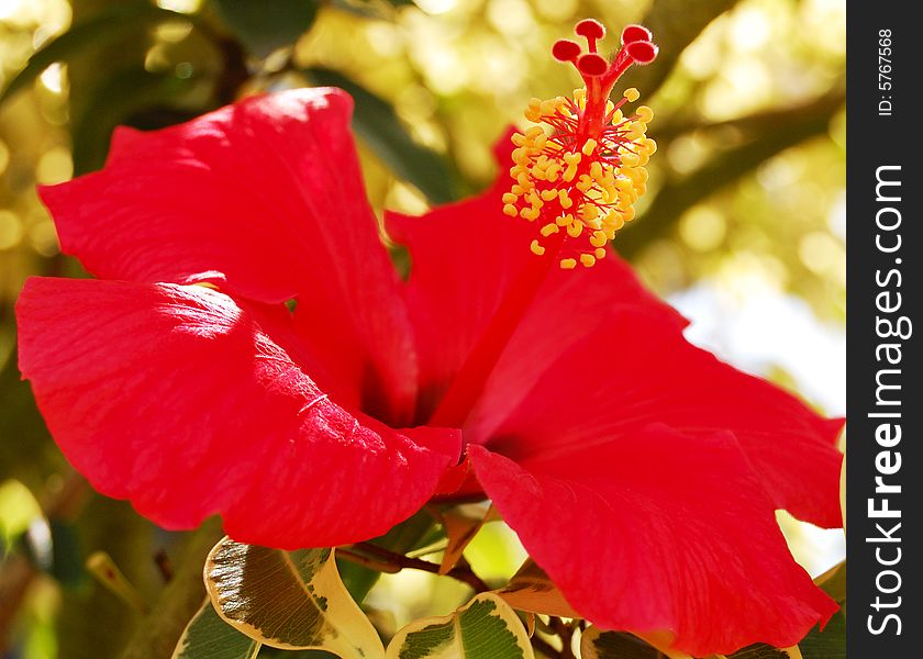 A red color Hibiscus flower