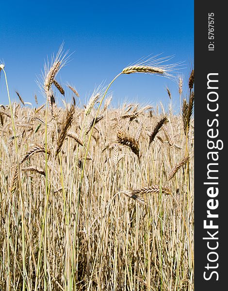 Wheat ears against blue sky