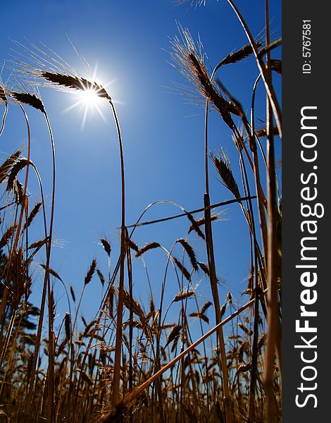 Sun and wheat ears (rural romantic view)