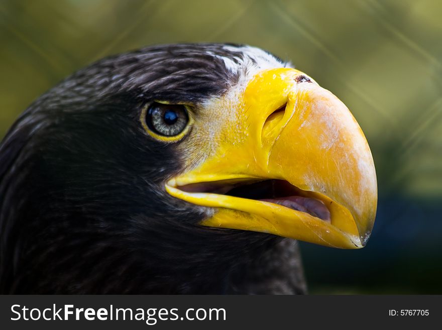 Close up of a sea eagle.