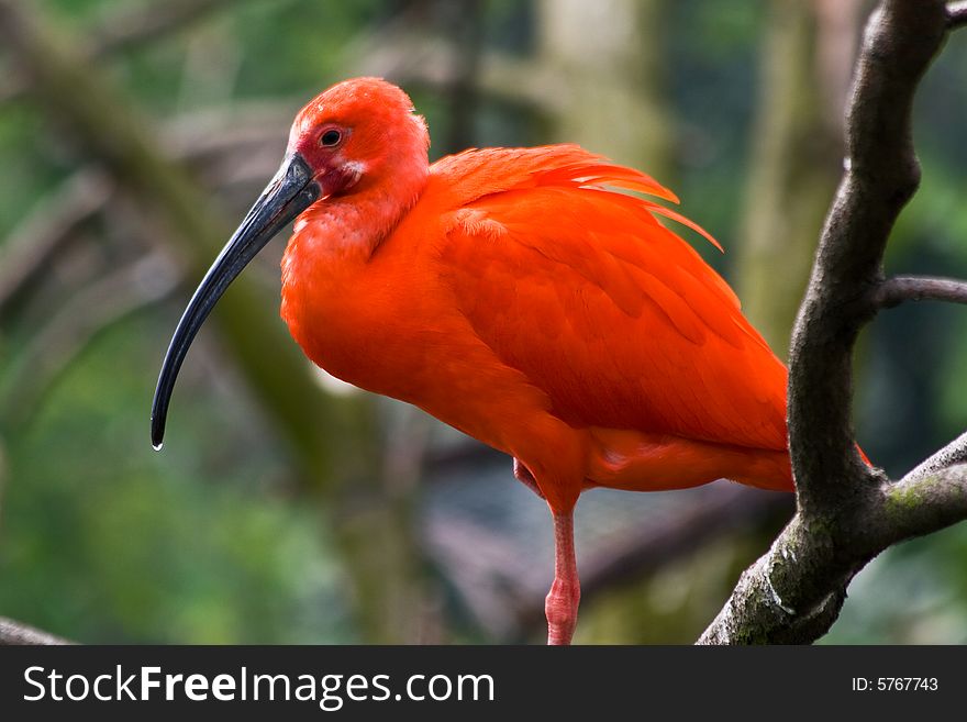 Red scarlet with a drip of water on the beak.