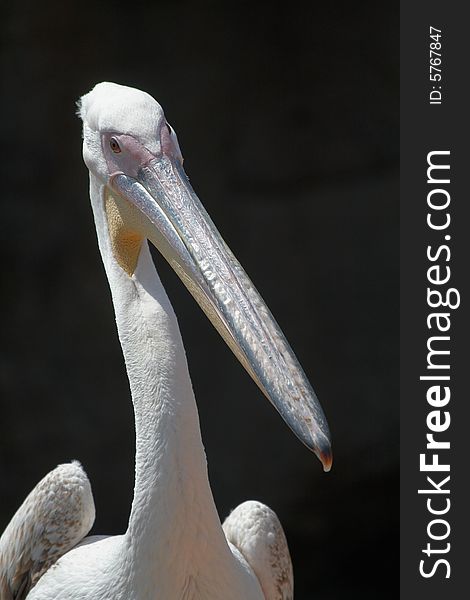 Portrait of a beautiful pelican