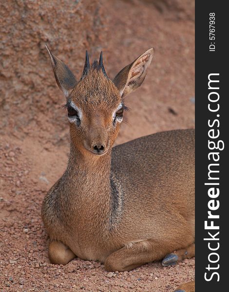 The antelope smallest of the world. The antelope smallest of the world