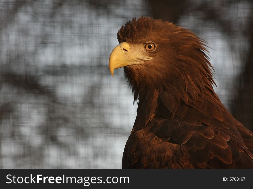 This is high quality image of eagle in the spring