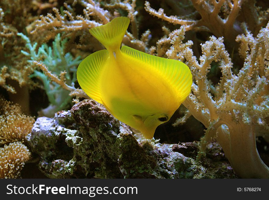Yellow fish in the coral reef