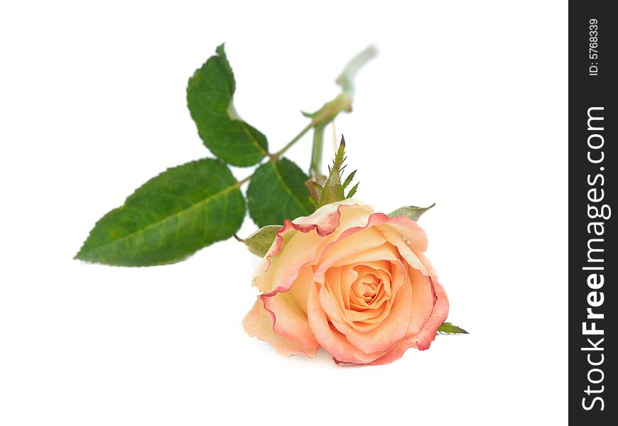Close up of rose on white background