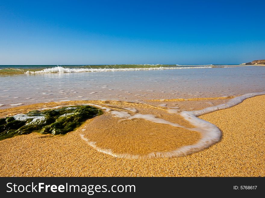 Green algae on the beach. Green algae on the beach