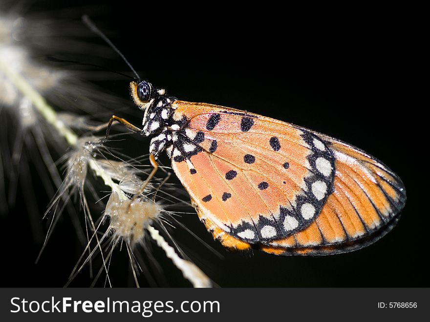 Tawny Coaster Butterfly