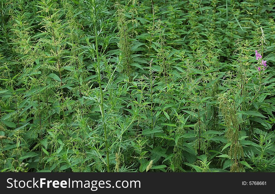 Impassable thrickets of a burning green nettle. Impassable thrickets of a burning green nettle