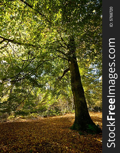 A single tree in the forest.