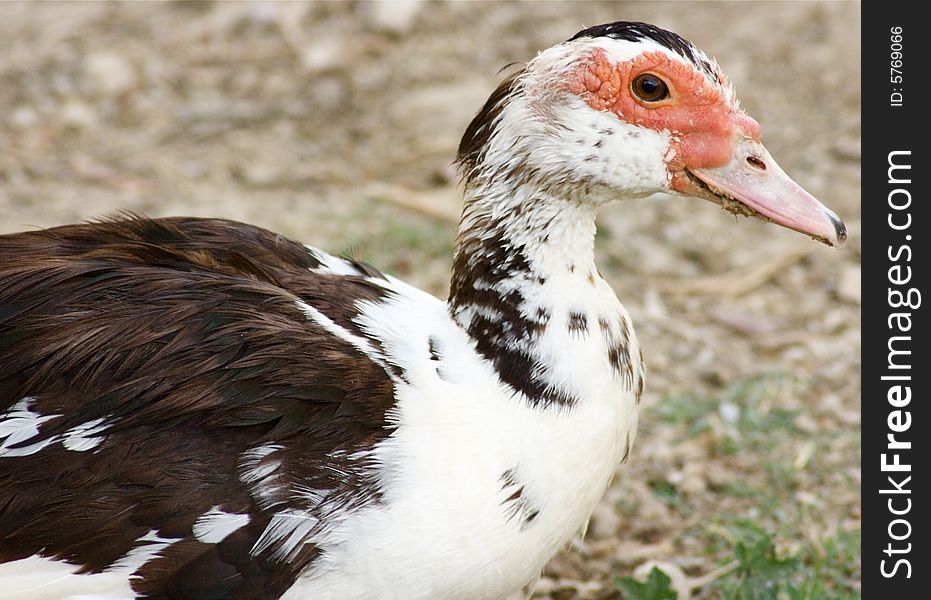 Beautifull face of a duck looking straight into the camera