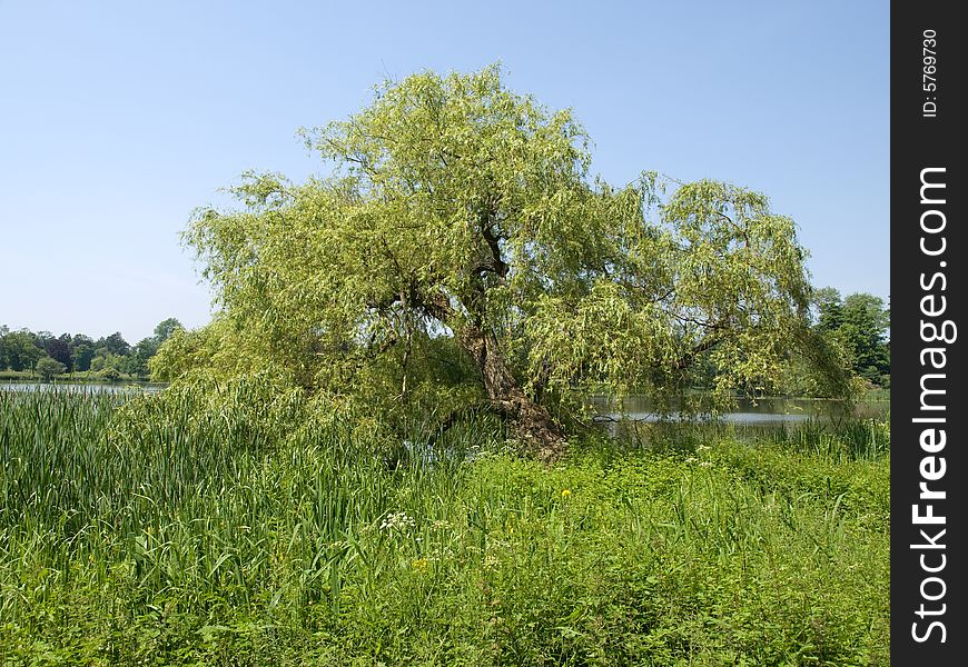 An old tree near a lake