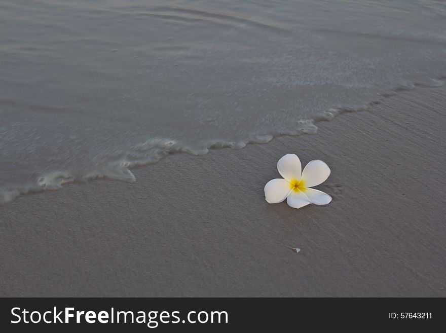 White Flowers On The Beach