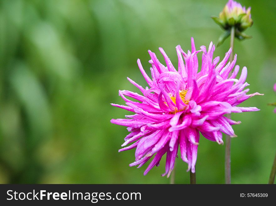 Two pink dahlia flowers with one blooming in the foreground and one still budding in the background. Two pink dahlia flowers with one blooming in the foreground and one still budding in the background.