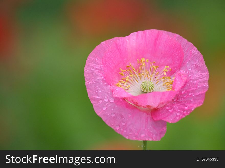 A pink poppy in full bloom in a garden. A pink poppy in full bloom in a garden.