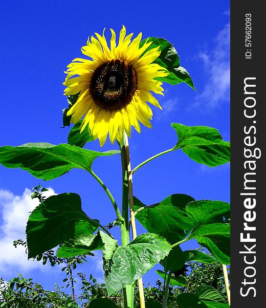 Sunflower reminding the sun on the brigh blue sky. Sunflower reminding the sun on the brigh blue sky.