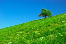 Green Field And Lonely Tree Stock Photo